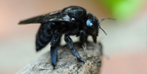 Carpenter Bee Removal